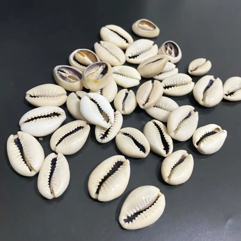 Buzios do mar Cortado entre 19mm a 23mm com 20g aproximadamente de 9 a 11 unidades - Branco Gelo